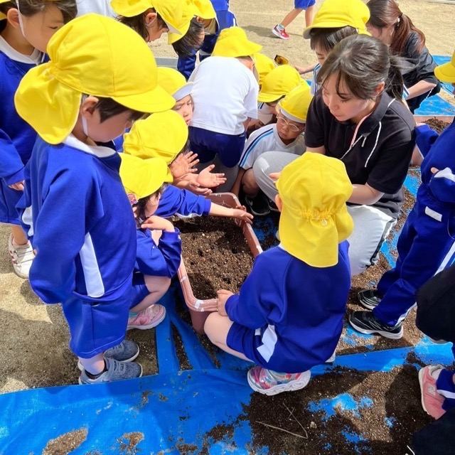 みんなで土にふれて苗植えに取り組む園児