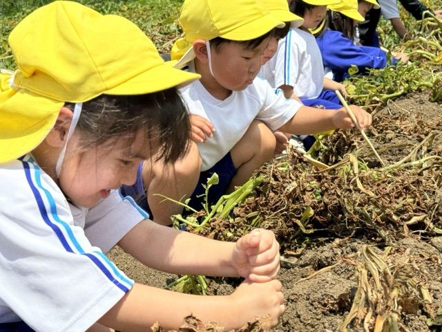 夢中になって収穫体験に取り組む園児